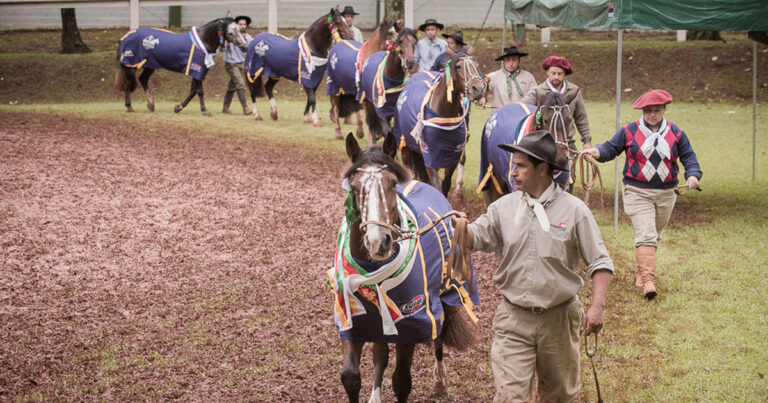 noroeste-gaucho-sedia-mais-uma-prova-morfologia-passaporte-do-ciclo-do-cavalo-crioulo