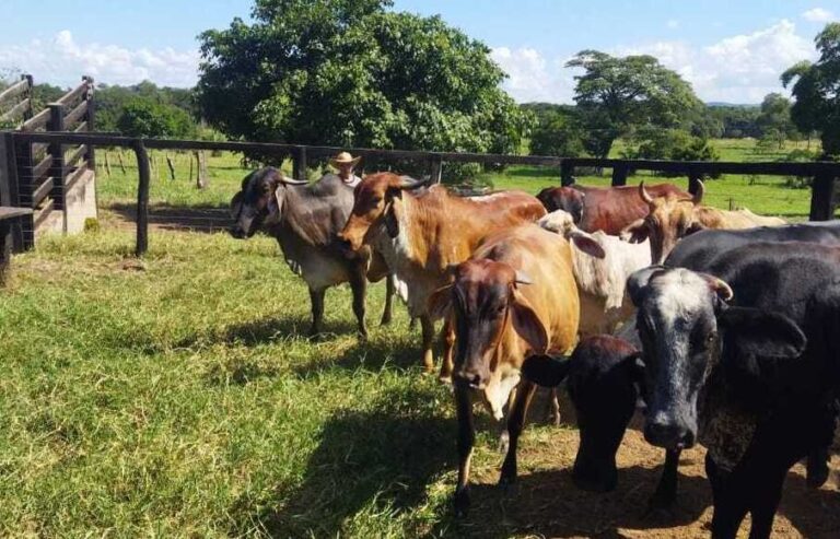 senar-mt-ajuda-produtor-de-leite-a-prosperar-e-enfrentar-o-periodo-de-seca