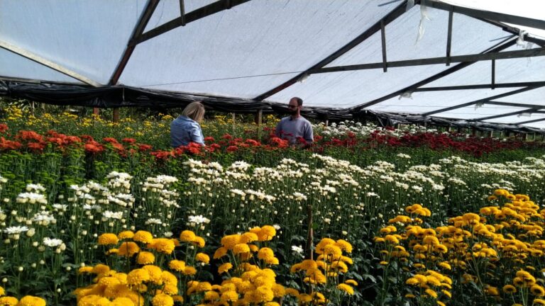 governo-do-rj-concede-linha-de-credito-para-produtores-de-flores