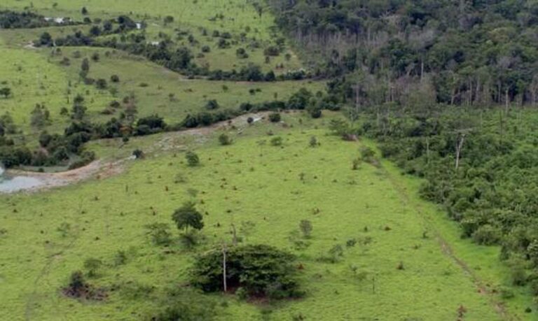 agronegocio-avanca-rumo-a-sustentabilidade-em-meio-a-desafios-crescentes;-especialista-explica