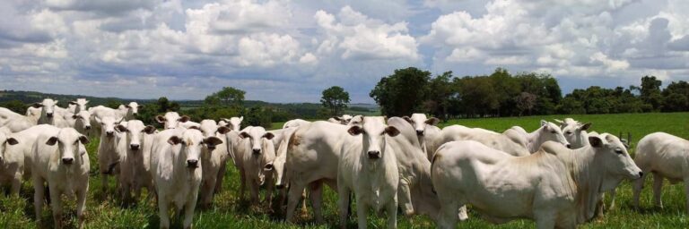 erros-no-manejo-de-pastagens:-quais-os-custos-e-como-corrigi-los?