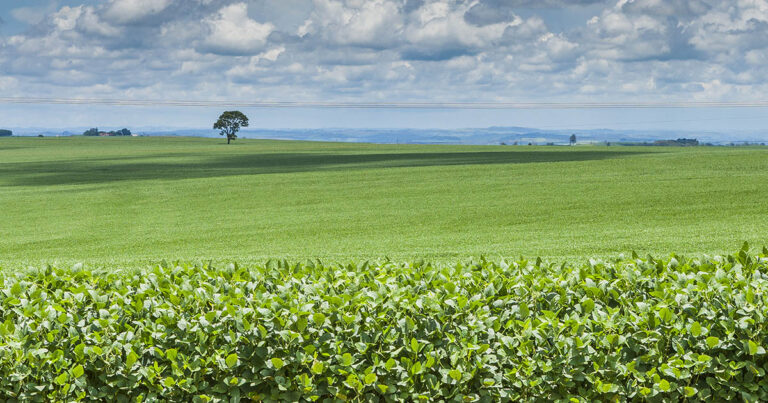 cadeia-produtiva-da-soja-e-do-biodiesel-e-tema-da-abertura-da-reuniao-de-pesquisa-de-soja