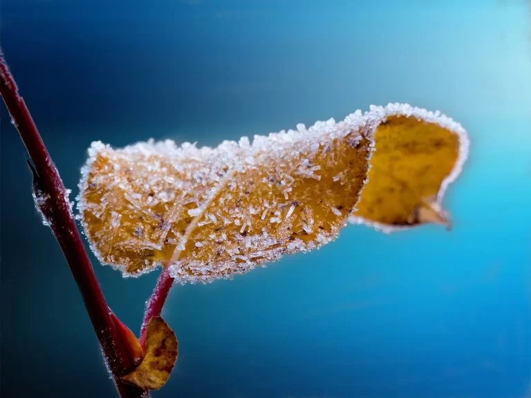 massa-de-ar-polar-traz-geada-e-temperaturas-negativas;-confira