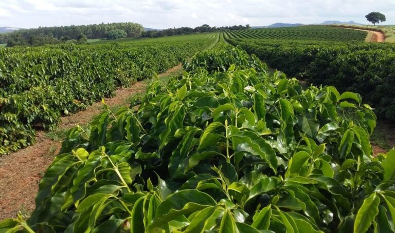 espacamento-no-plantio-de-cafe-arabica:-o-que-voce-precisa-saber