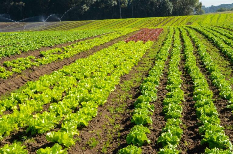 4a-edicao-do-premio-orgulho-da-terra-inclui-boas-praticas-da-hortifruticultura