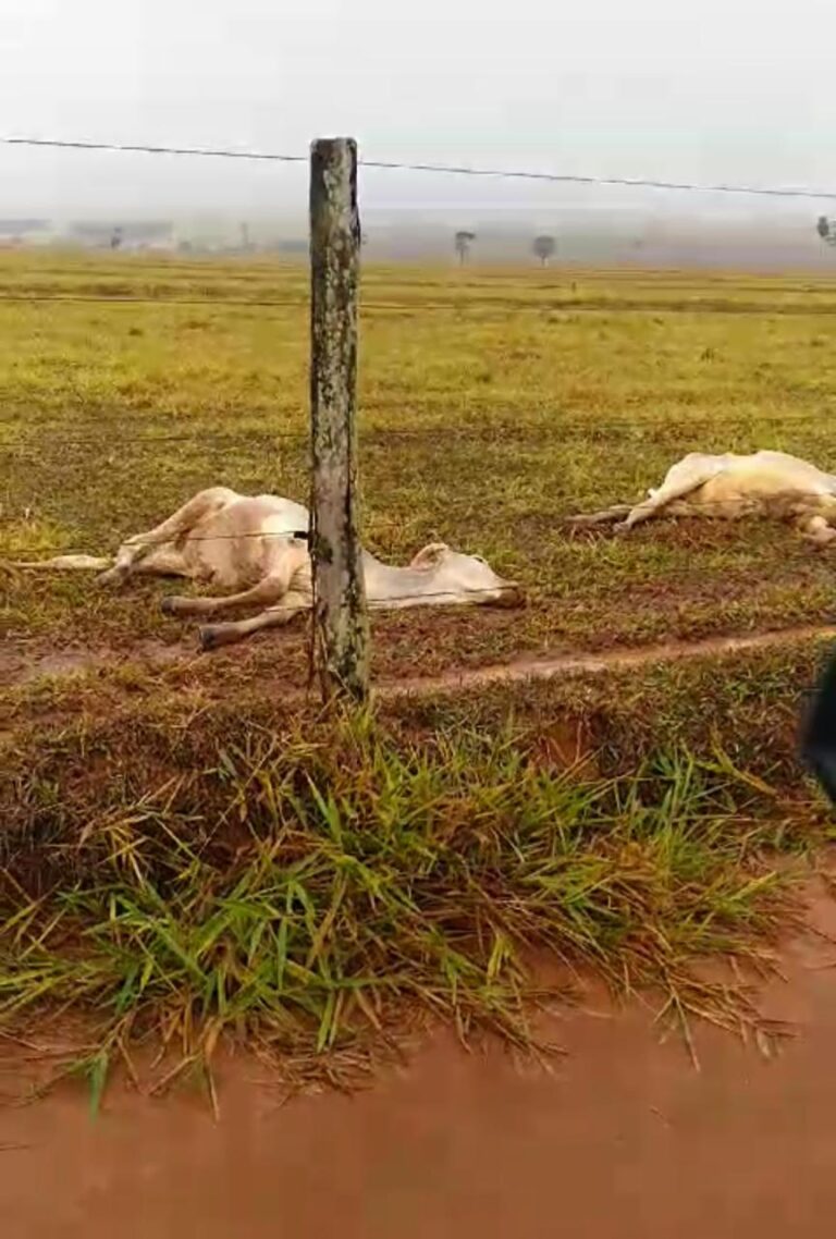 nao-deu-para-suportar!-gado-agoniza-de-frio-em-fazenda