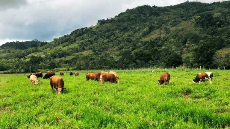 pecuaria:-saiba-como-planejamento-nutricional-pode-diminuir-custos-e-aumentar-producao