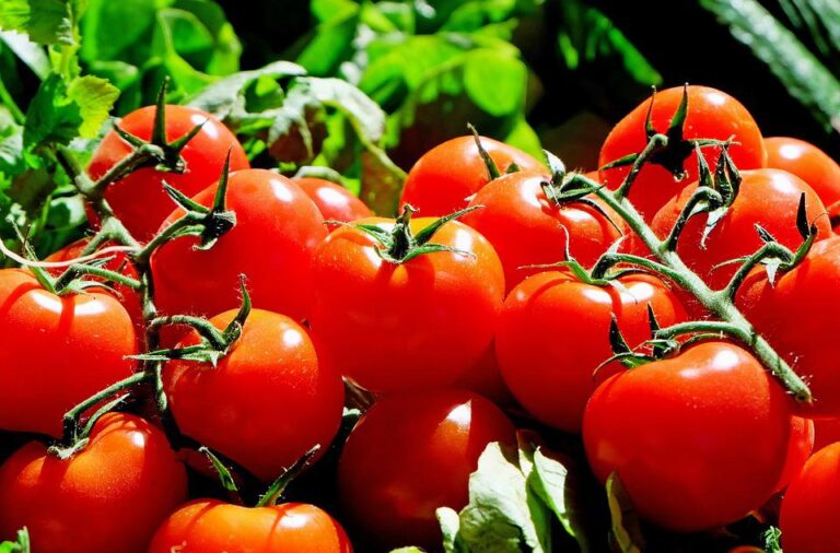 tomate:-descobertas-sobre-hormonio-presente-na-planta-podem-elevar-produtividade