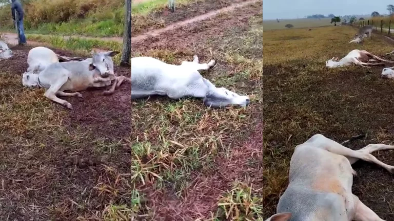 video:-cabecas-de-gado-morrem-de-frio-em-mato-grosso-do-sul