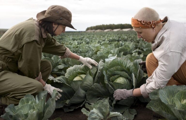 agricultura-familiar-e-sustentabilidade:-praticas-para-reduzir-o-impacto-ambiental