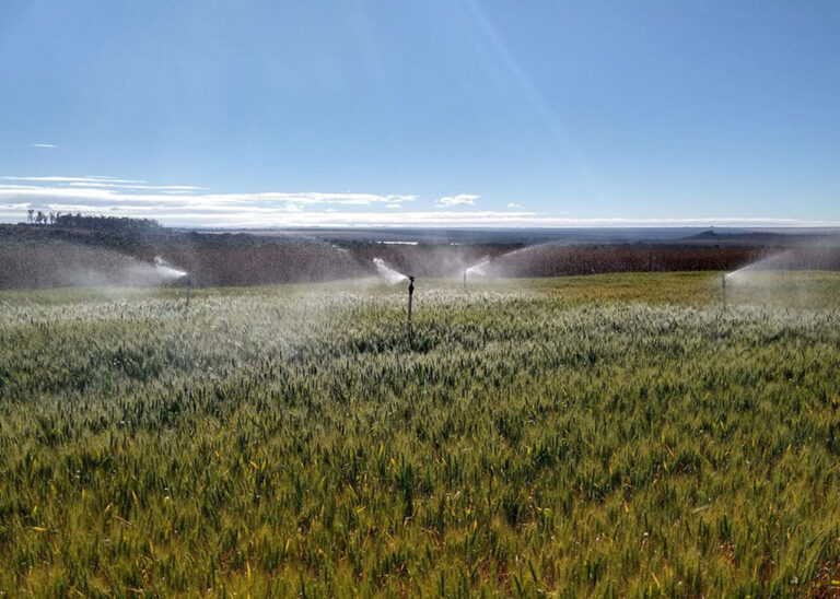 pesquisa-indica-momento-e-quantidade-de-agua-ideais-para-irrigacao-do-trigo