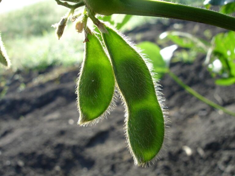 ano-de-la-nina-requer-cultivar-de-soja-especifica-para-o-sul-do-pais