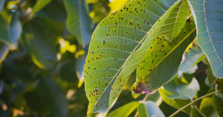 uma-nova-abordagem-no-controle-de-doencas-de-plantas