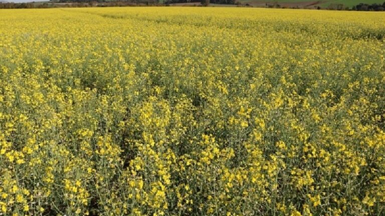 canola-tem-apresentado-desenvolvimento-favoravel