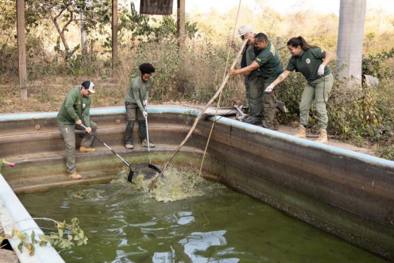 oito-jacares-sao-resgatados-de-piscinas-em-pousada-desativada