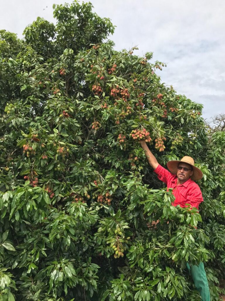 como-plantar-e-cuidar-do-pe-de-lichia