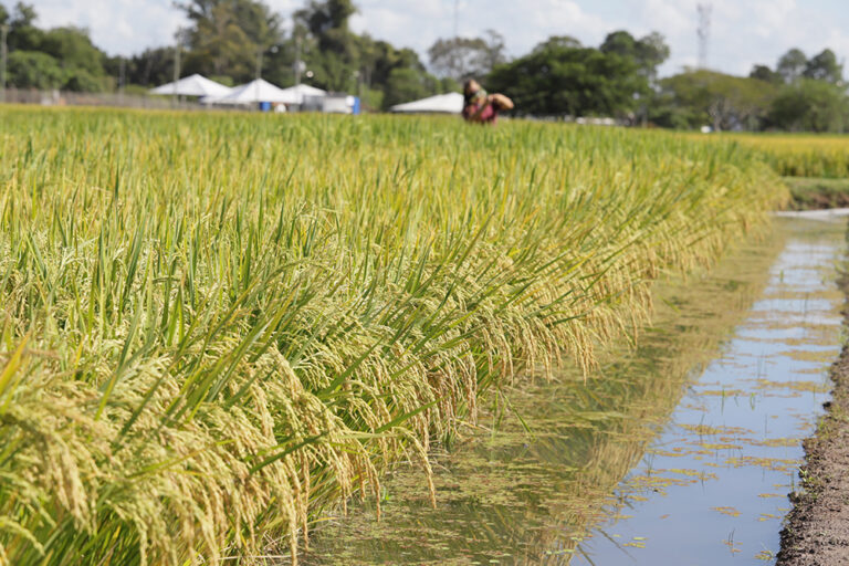 arroz:-dobram-exportacoes-e-frio-traz-alerta-a-produtores-de-cafe