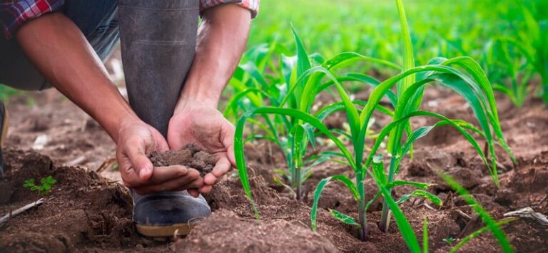 embrapa-capacitara-tecnicos-de-paises-africanos-em-producao-agricola