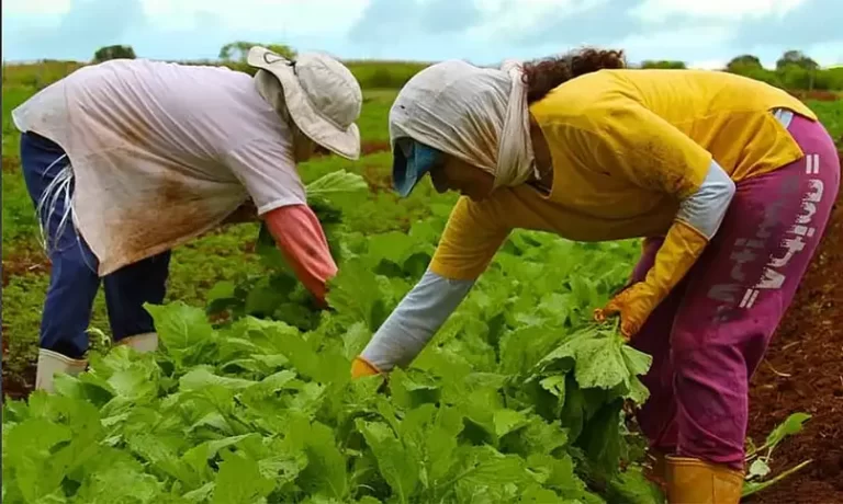 embrapa-capacitara-tecnicos-de-paises-africanos-em-producao-agricola