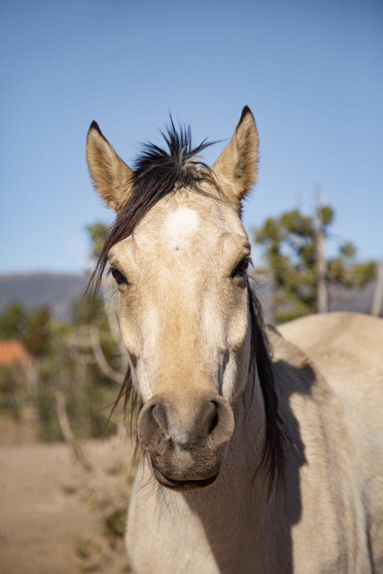 feridas-em-cavalos-podem-gerar-uma-serie-de-doencas