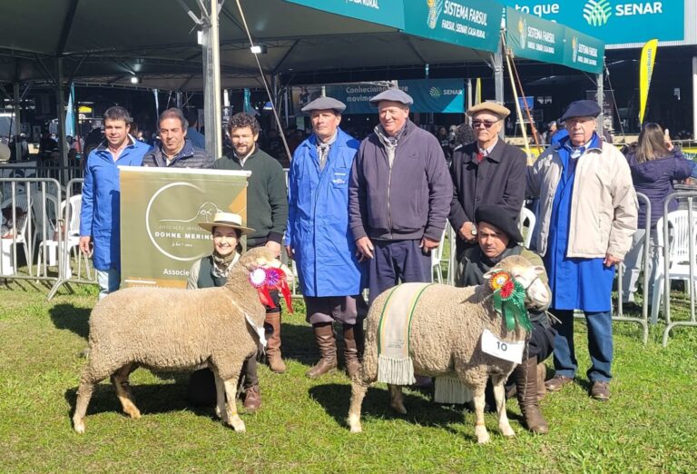 ‘a-melhor-raca-e-aquela-que-melhor-se-adapta’:-dohne-merino-conquista-espaco-na-expointer