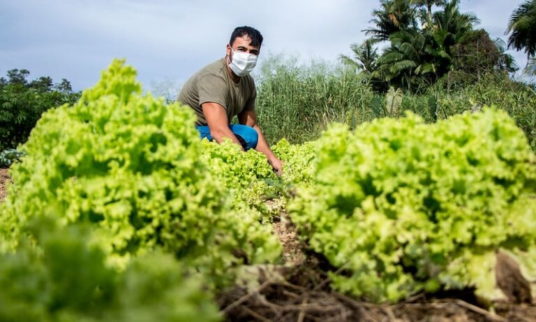 setor-agricola-demitiu-365-mil-pessoas-em-um-ano,-diz-ibge