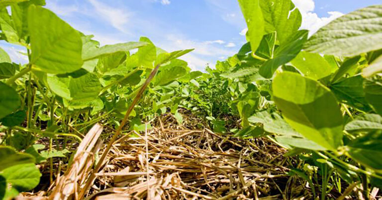 embrapa-promove-primeiro-dia-de-campo-sobre-producao-de-soja-baixo-carbono