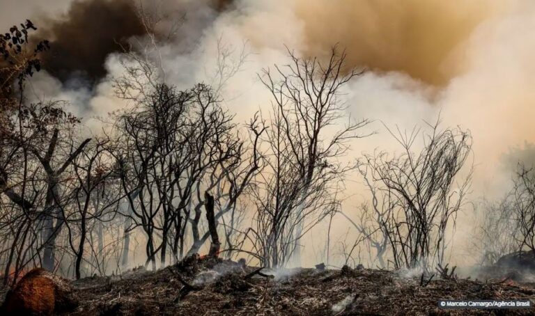 ‘nossa-principal-suspeita-e-que-foi-criminoso’,-diz-icmbio-sobre-incendio-na-floresta-nacional-de-brasilia