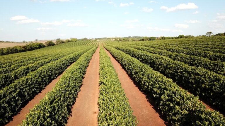 como-fazer-o-planejamento-agricola-da-lavoura-de-cafe?