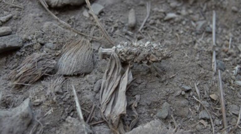 milho-parcialmente-domesticado-e-encontrado-em-cavernas-de-minas-gerais