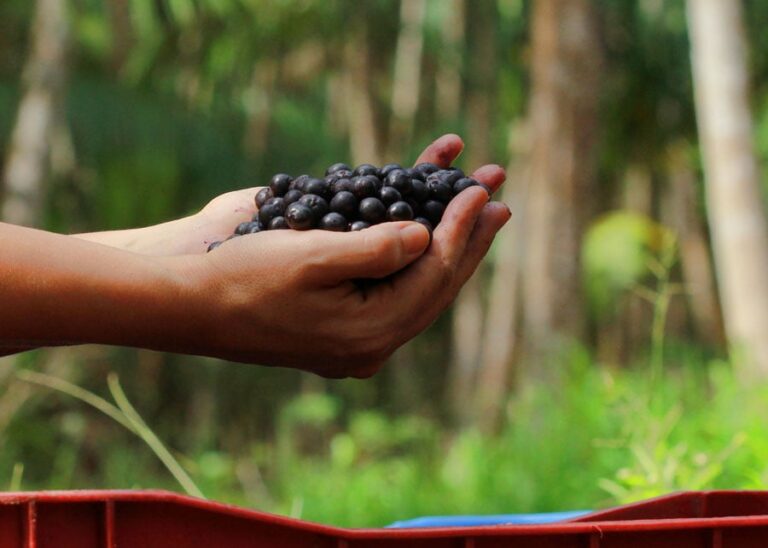 para-exporta-mais-de-61-mil-toneladas-de-acai-por-ano,-aponta-estudo