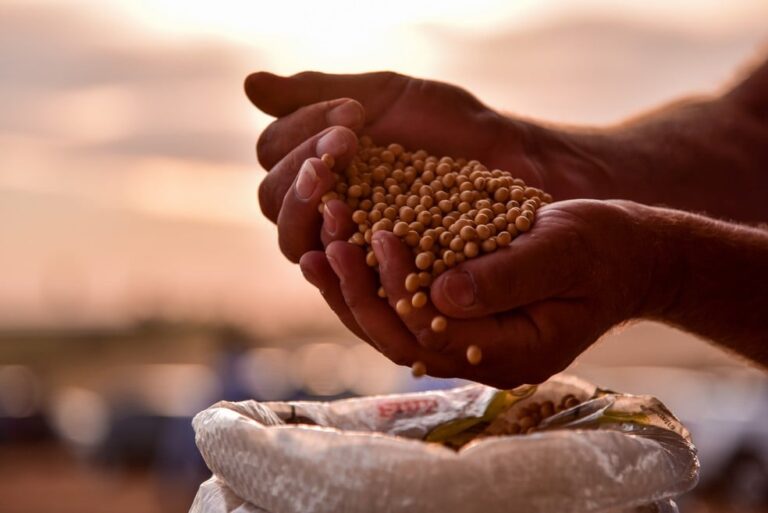 produtores-de-rondonia-enfrentam-incertezas-em-relacao-ao-plantio-da-soja