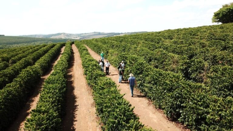 como-iniciar-a-producao-de-cafe-arabica?