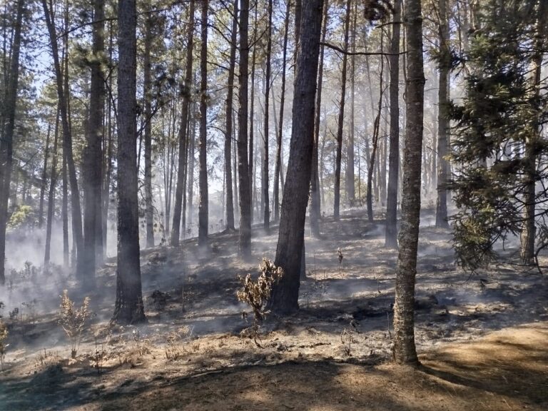 produtores-paulistas-sofrem-com-destruicao-na-cana-e-no-seringal-causada-pelos-incendios