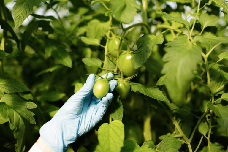 murcha-de-fusarium:-veja-como-manejar-essa-praga