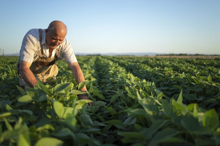 como-o-manejo-integrado-de-doencas-pode-reduzir-custos-no-seu-cultivo