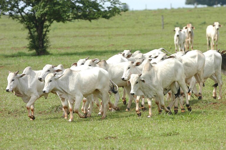 arroba-bovina-tem-valorizacao-superior-a-10%-em-setembro,-mas-poderia-ter-sido-maior