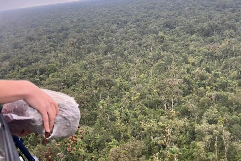 50-mil-sementes-de-palmito-jucara-sao-dispersadas-em-unidades-de-conservacao