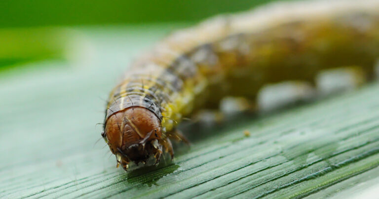 infestacao-simultanea-de-lagartas-e-percevejos-cresce-na-sojicultura