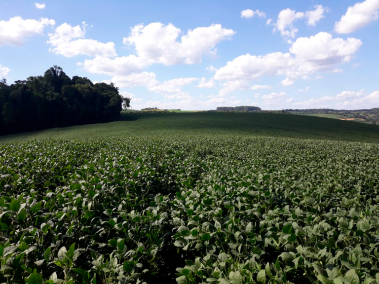 em-goias,-cautela-e-paciencia-definem-o-inicio-do-plantio-da-soja